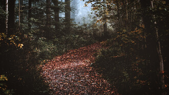 A trail of dry leaves in the forest, showing the path to be discovered
