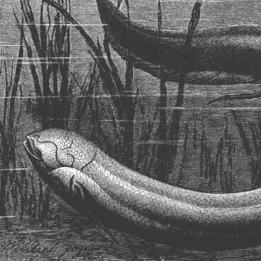 Illustrazione esemplare di Lepidosiren paradoxa