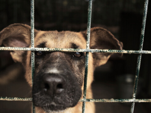 All'interno dei canili, gli animali soffrono di solitudine e senso di abbandono