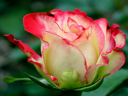 Rosa antica