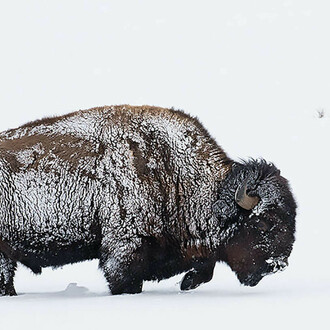 Art of Resilience. Courtesy of Glenbow