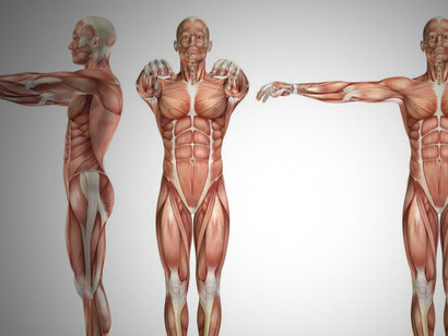 3D visualization of the human body, showcasing muscles, bones, and connective tissues to enhance your anatomical knowledge