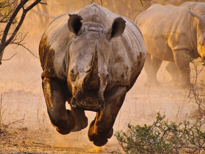 Se cavalchi lo gnù allora cavalchi anche il rinoceronte