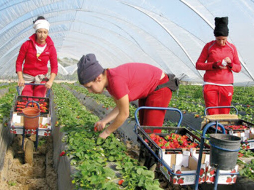 The Green Morocco Plan has enabled the creation of new job vacancies