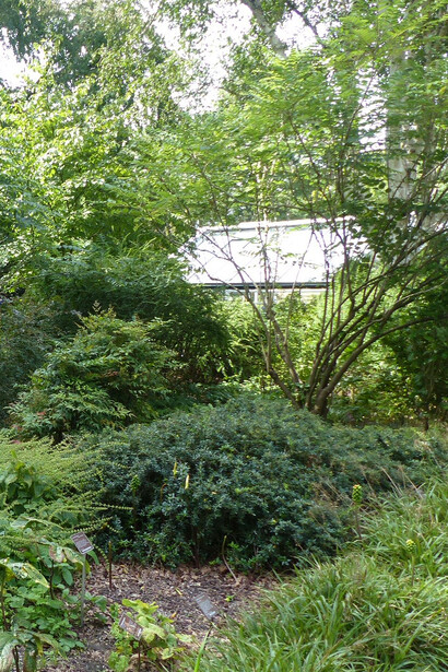 Se están integrando los jardines botánicos para crear conciencia sobre el entorno más que sobre la naturaleza, Hortus Botanicus de Ámsterdam, Paises Bajos