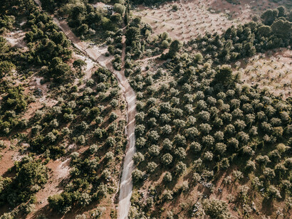 Plantação de eucalipto. E assume o compromisso de remover mais 40 milhões de toneladas de carbono da atmosfera até 2025, o equivalente ao que a cidade de São Paulo emite em dois anos. Ela fará isso ampliando, conservando e recuperando nossas florestas nativas e plantadas