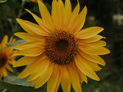 A sunflower bursting with seeds