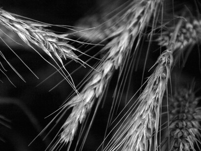 Ancient grains are those cereals with a common characteristic: they have remained original and derive from the then-existing biodiversity