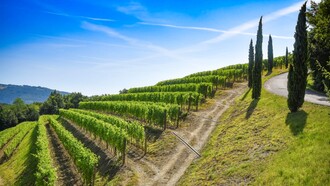 Vigneto di Ronchi di Ponca in Friuli, Italia. Friulano. Vino simbolo della regione, dal finale ammandorlato, elegante e asciutto, che racconta la storia e la forza del territorio friulano