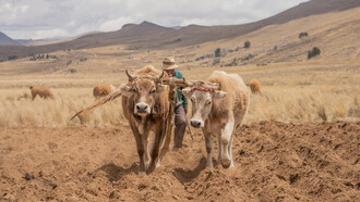 Dans les hauts plateaux boliviens, un agriculteur laboure sa terre loin des débats soulevés par l'accord de libre-échange entre l'Union européenne et le Mercosur