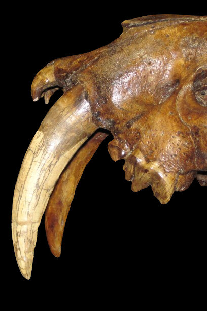 Descubra os segredos dos tigres dentes-de-sabre e sua caça implacável na pré-história, revelando as estratégias de sobrevivência dessas criaturas únicas