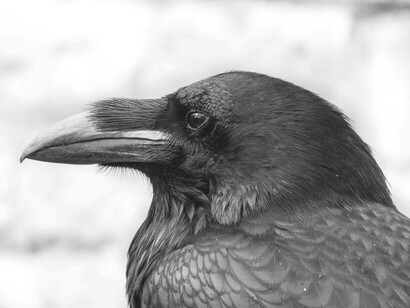 With the raven's dark shadows hovering he spies the landscape
