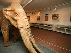 Mastodon Collection. Courtesy of Muzej Velenje