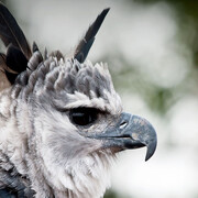 The Natural History Museum