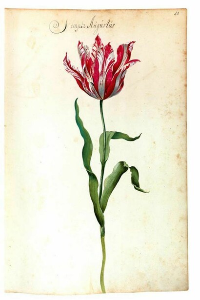 Franciscus De Geest, florilegio Hortus Amoenissimus,1668
