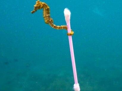 Un caballito de mar delira con orejas grandes