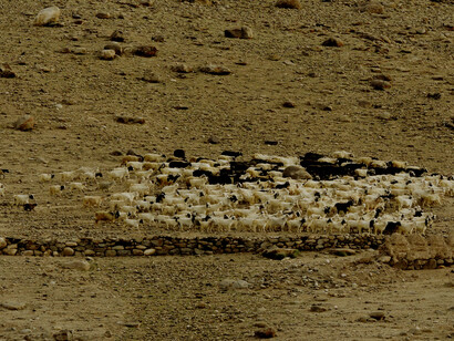 Agro-pastoralists in Ladakh - nomadic herders could become connectors across vast landscapes @Shrishtee Bajpai