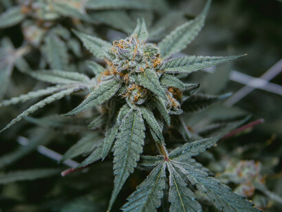 Healthy cannabis plants growing