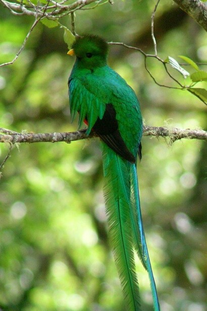 El Quetzal