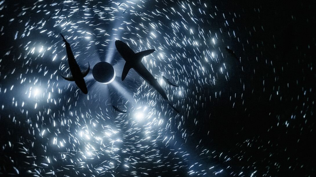 Julian Charrière, Midnight zone, 2024. Courtesy of Sainsbury Centre