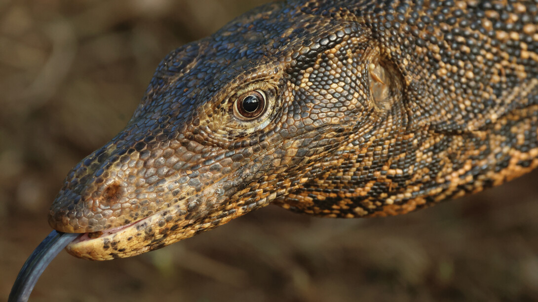 Water Monitor © Gehan de Silva Wijeyeratne