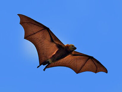 Scientists are still trying to reach a conclusion about how spill-over happened from bats into humans