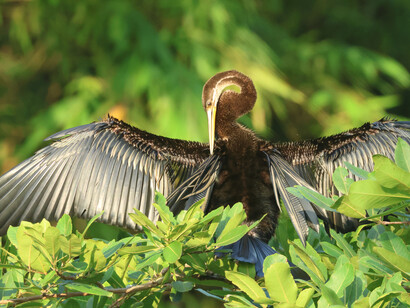 Oriental Darter © Gehan de Silva Wijeyeratne