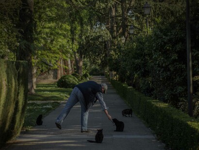 A random act of compassion and kindness from a man who was walking and decided to feed stray cats that happened to be on his path