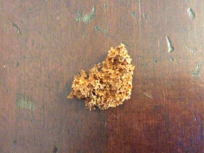 Una spugna. I modelli sviluppati dagli scienziati sono utili ma alla fine è necessario avere fossili per ottenere ricostruzioni precise della storia di un gruppo di organismi