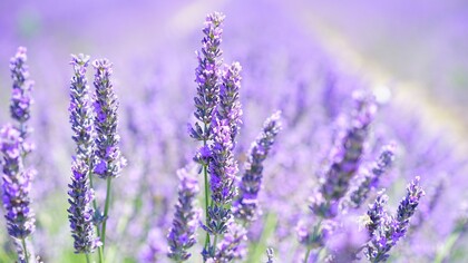 Lavander fields around Grasse