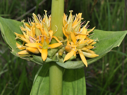 Gentiana lutea, infiorescenza