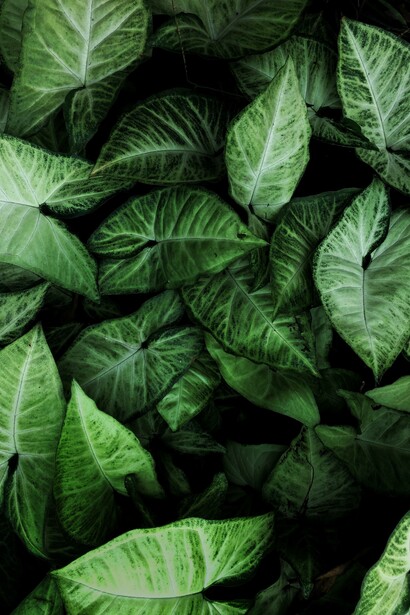 A plant with dark green leaves