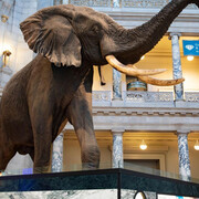 Smithsonian's National Museum of Natural History