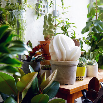 The Cactus House. Courtesy of Hignell Gallery