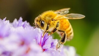 En la Amazonía peruana, las abejas sin aguijón se han convertido en un símbolo de cómo la conservación de la biodiversidad puede generar desarrollo sostenible para las comunidades locales