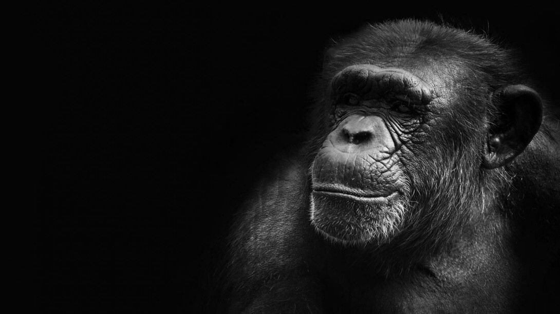 The key to the explanation of the birth of the cavernicular human culture could find an explanation in the social behavior of Chimpanzees