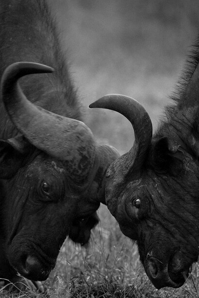 The conservation of the species in danger is fundamental in Africa