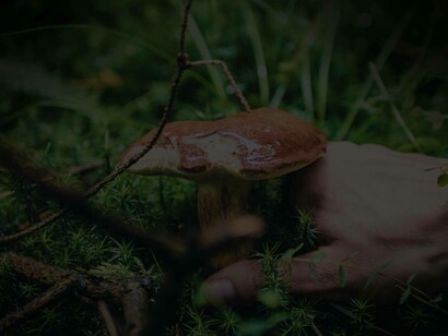 A mushroom growing in the wild and ready to be plucked by a forager