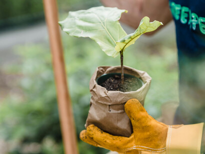 A person wearing gloves holding a small plant, soon to be put in the soil