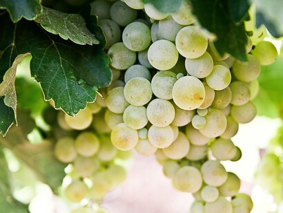 La coltivazione del vino è profondamente radicata nella cultura cilena, con vigneti che risalgono all'epoca coloniale e che continuano a prosperare oggi