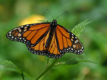 A vibrant butterfly gracefully perched on a lush green leaf