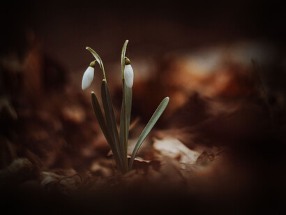 Unos pimpollos de flor. La tierra es refugio de fertilidad y resguarda los cuatro horizontes de todas las tradiciones
