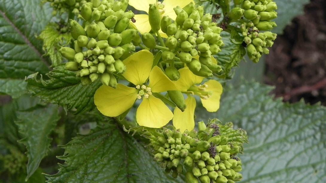 Brassica nigra