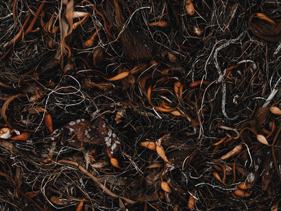 Decomposing leaves on the forest soil