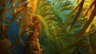 Algas textiles, cultivadas en estanques controlados que capturan CO₂ y generan oxígeno mientras crecen. Son suaves, resistentes y completamente biodegradables