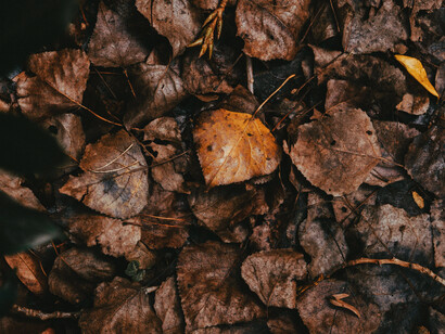 Through death and decay comes new life