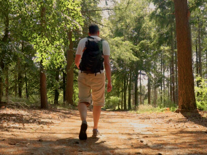 Amidst the towering trees, stepping away from routine offers a fresh perspective and a chance to recharge the mind and spirit