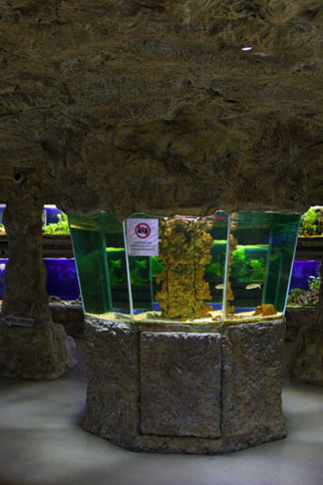 Aquarium. Courtesy of Regional Natural History Museum of Plovdiv