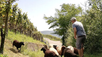Il nostro modo di fare vino si è da sempre evoluto ma è ufficialmente dal 2021 in avanti che i tutti i nostri vini sono fatti con fermentazione a grappolo, tecnica che applichiamo sia con i bianchi che con i rossi