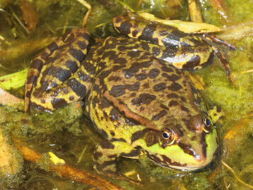 Marsh Frog © Gehan de Silva Wijeyeratne